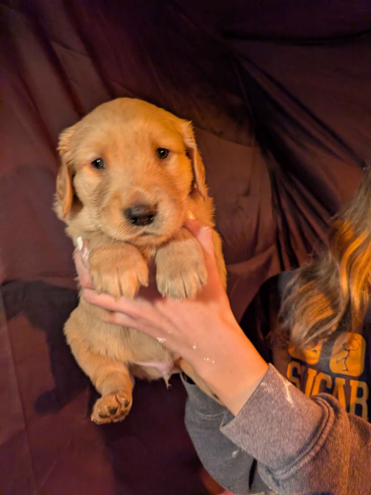 Golden Retriever pups breeder image 9