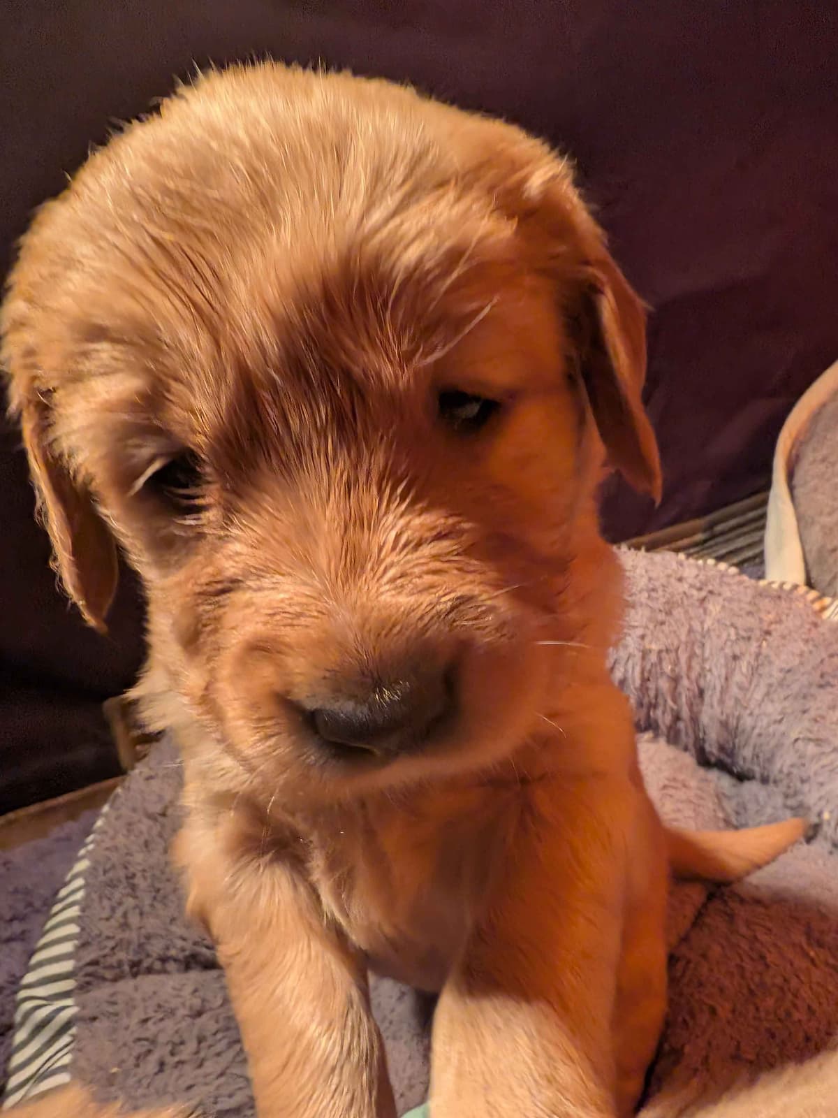 Golden Retriever pups breeder image 10