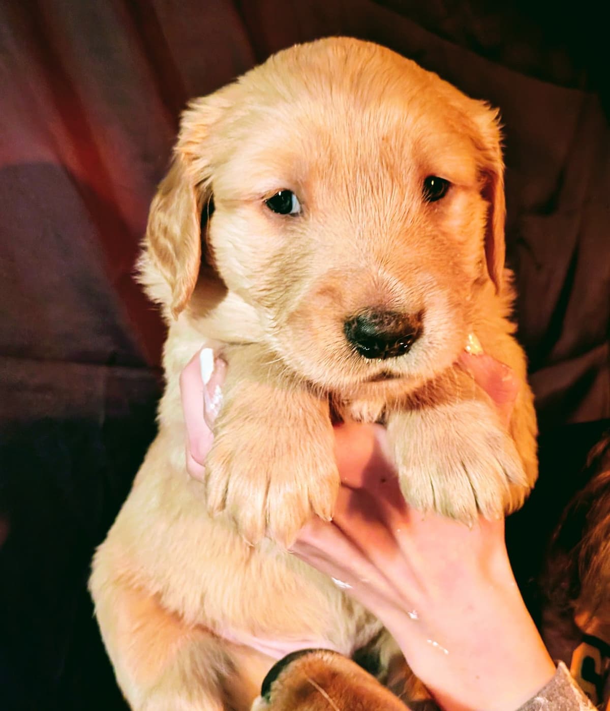Golden Retriever pups breeder image 11