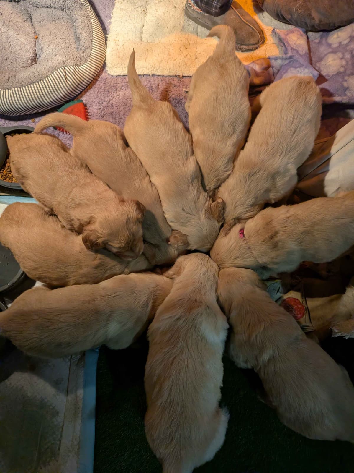 Golden Retriever pups breeder image 12