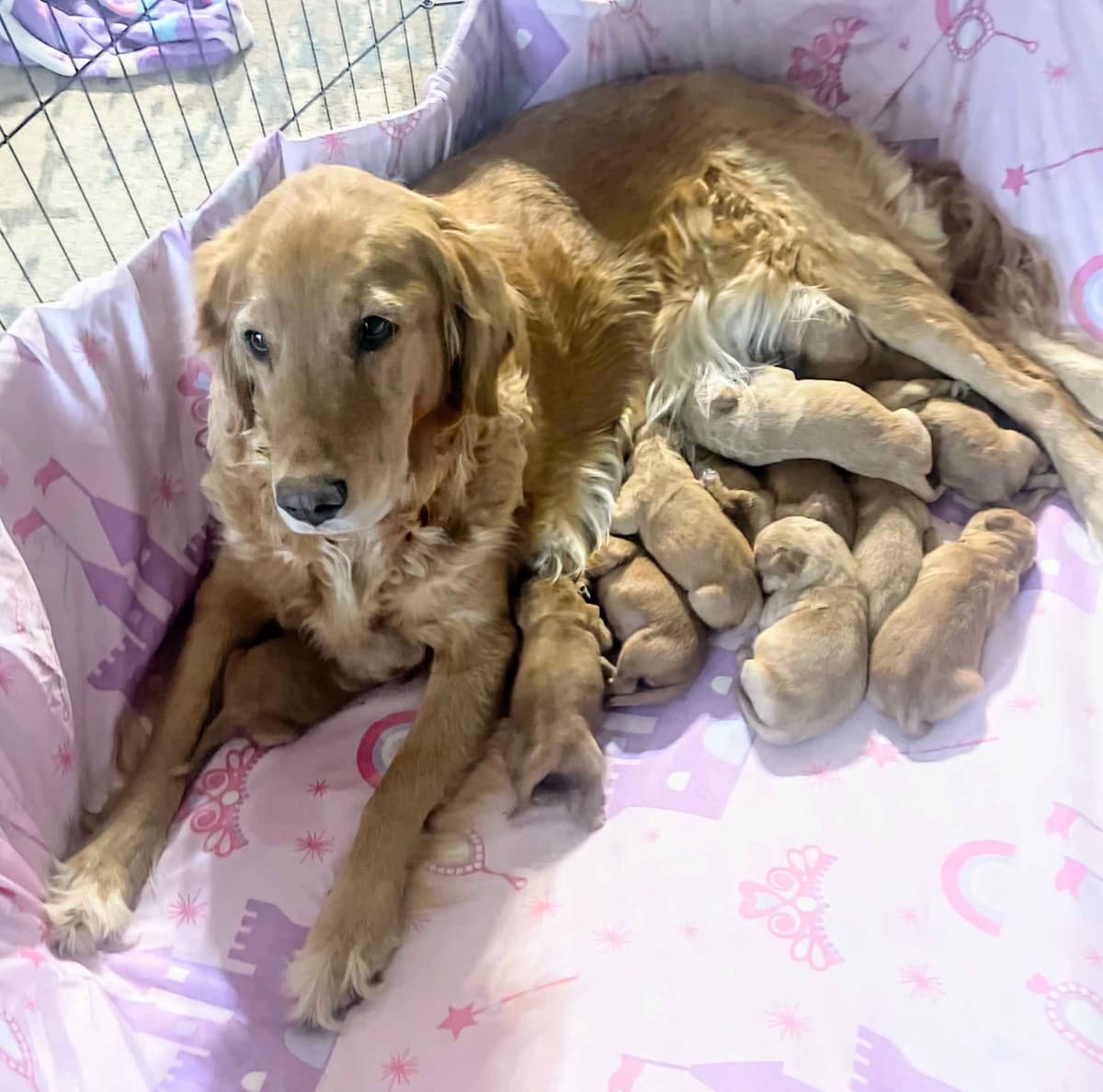 Golden Retriever pups breeder image 14