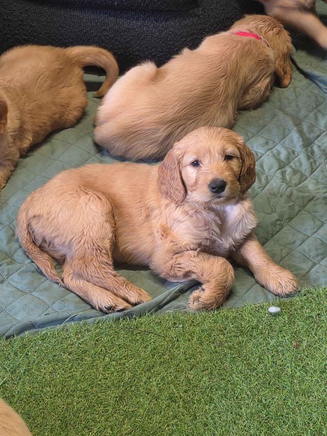 Golden Retriever pups media 3