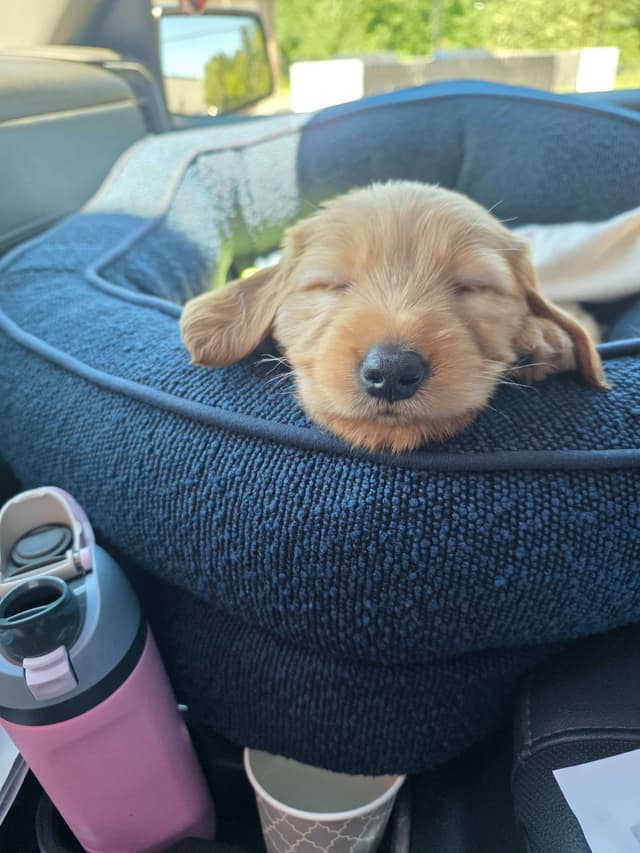 Golden Retriever pups media 2