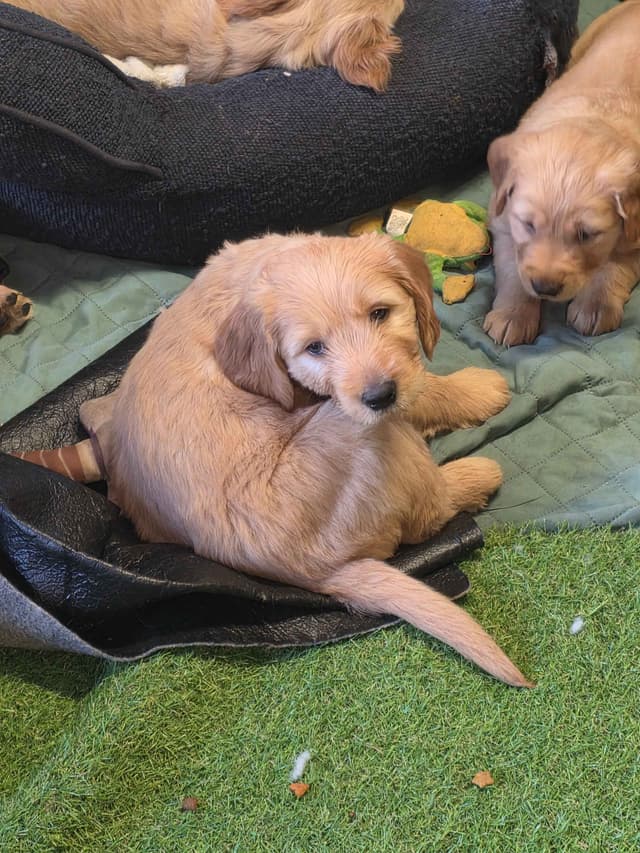 Golden Retriever pups media 5