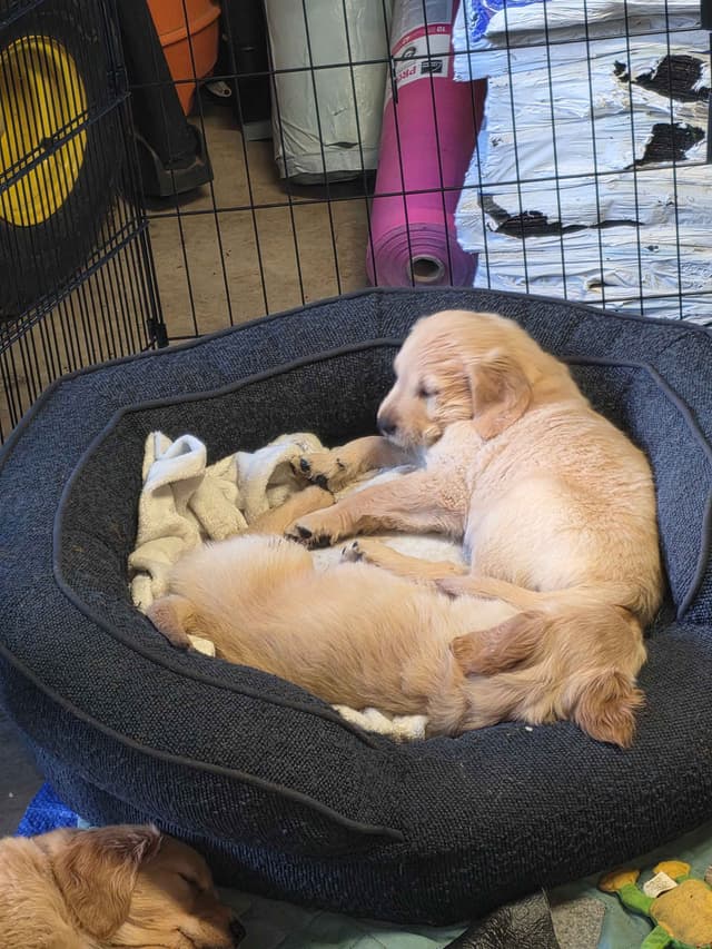 Golden Retriever pups media 4
