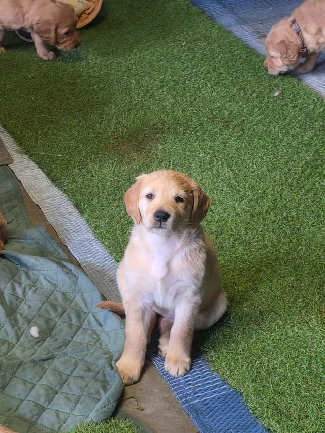 Golden Retriever pups media 6