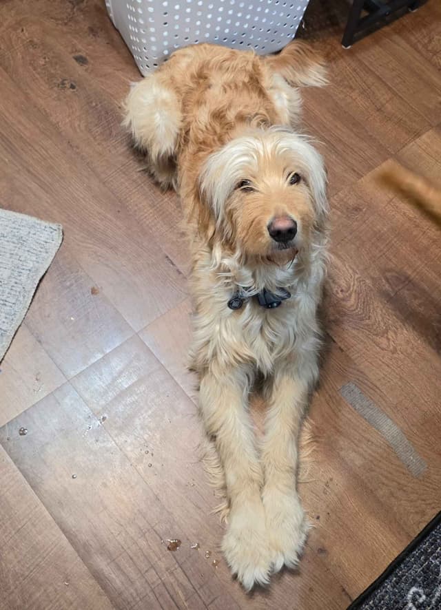 Golden Retriever pups media 7