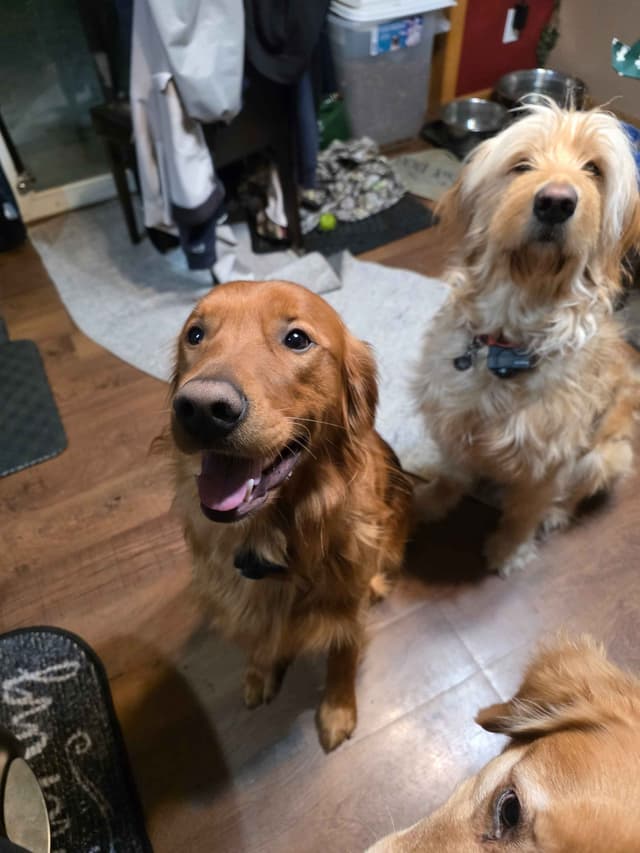 Golden Retriever pups media 9