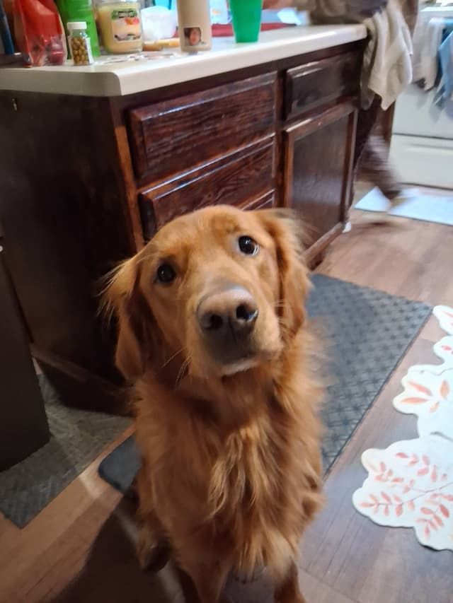 Golden Retriever pups media 8