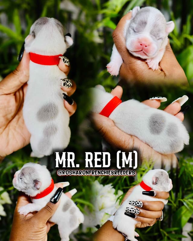 French Bulldog Puppies (Rare Colors & Excellent Pedigree!) media 15