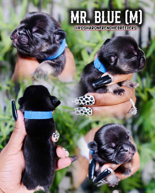 French Bulldog Puppies (Rare Colors & Excellent Pedigree!) media 9