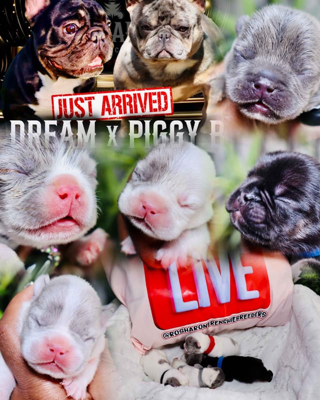 French Bulldog Puppies (Rare Colors & Excellent Pedigree!) media 19