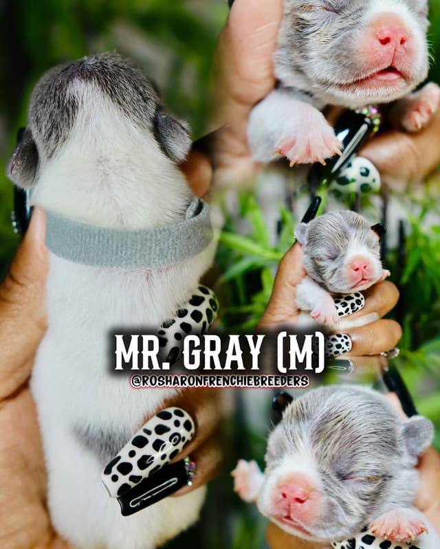 French Bulldog Puppies (Rare Colors & Excellent Pedigree!) media 5