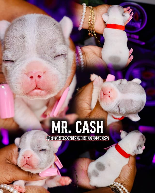 French Bulldog Puppies (Rare Colors & Excellent Pedigree!) media 14