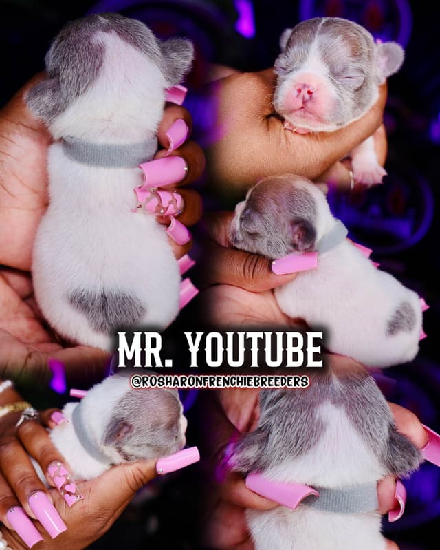 French Bulldog Puppies (Rare Colors & Excellent Pedigree!) media 4