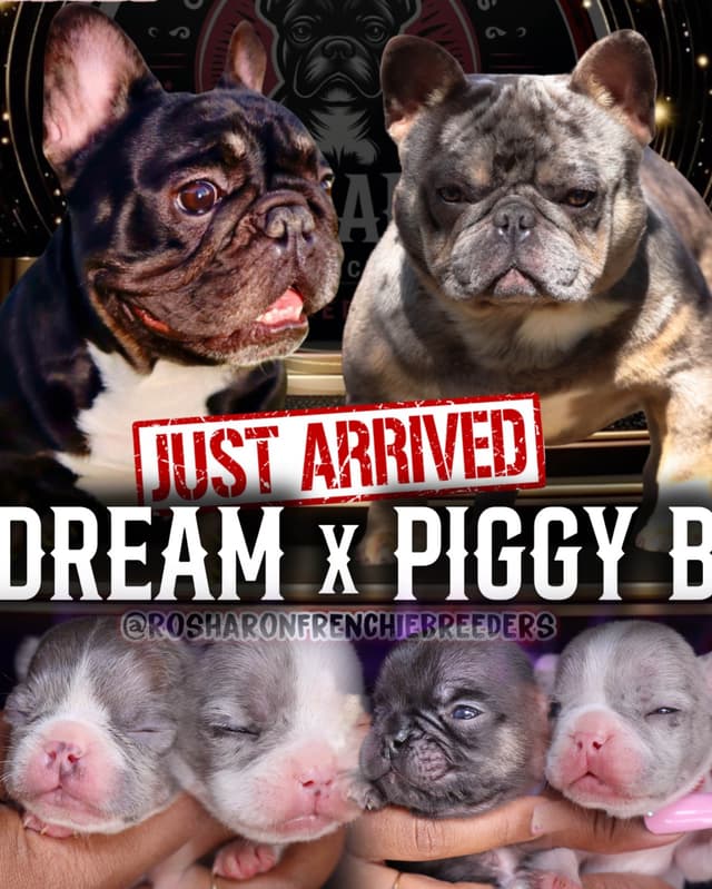 French Bulldog Puppies (Rare Colors & Excellent Pedigree!) media 18