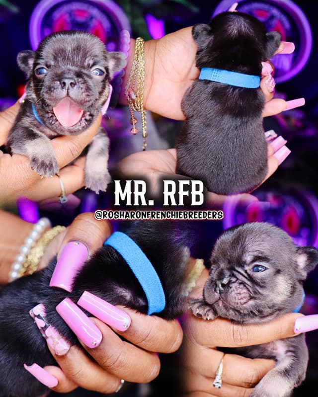 French Bulldog Puppies (Rare Colors & Excellent Pedigree!) media 8