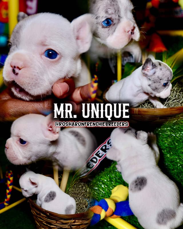 French Bulldog Puppies (Rare Colors & Excellent Pedigree!) media 10