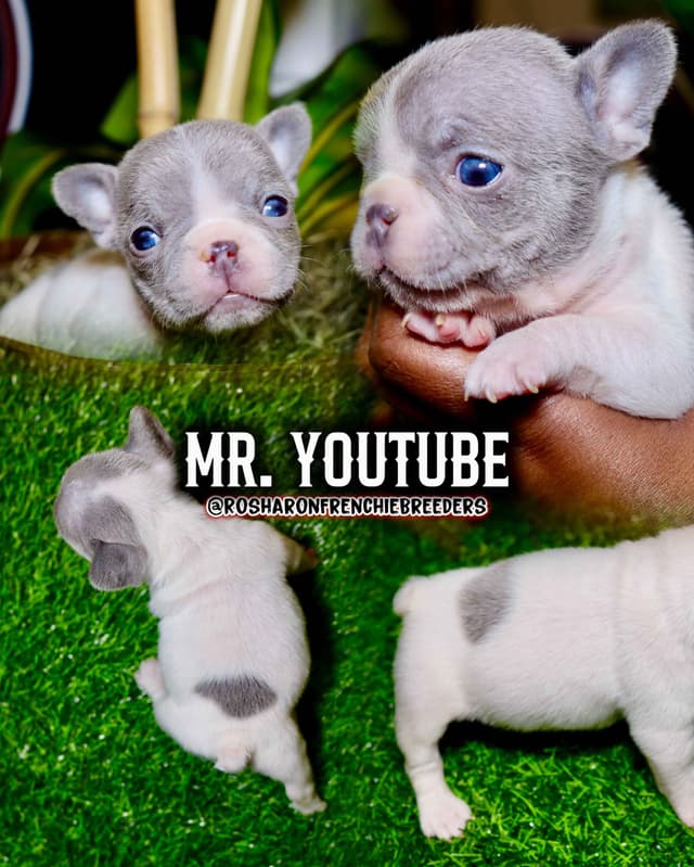 French Bulldog Puppies (Rare Colors & Excellent Pedigree!) media 3