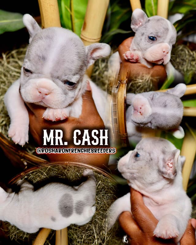 French Bulldog Puppies (Rare Colors & Excellent Pedigree!) media 13