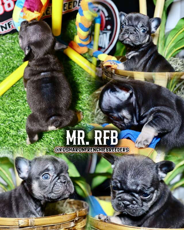 French Bulldog Puppies (Rare Colors & Excellent Pedigree!) media 7