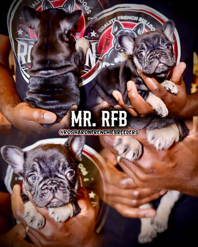 French Bulldog Puppies (Rare Colors & Excellent Pedigree!) media 6
