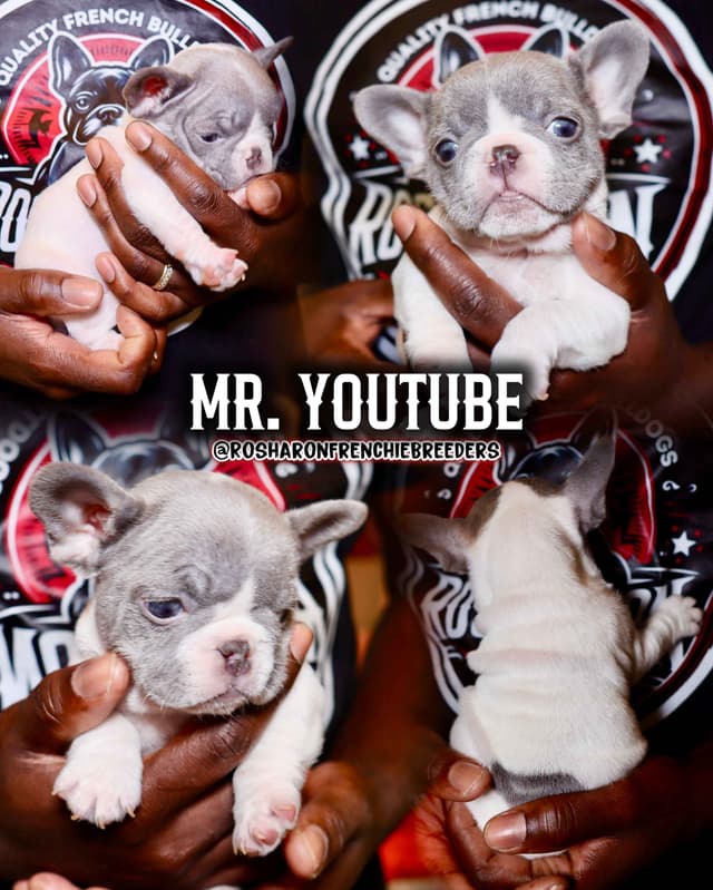 French Bulldog Puppies (Rare Colors & Excellent Pedigree!) media 2