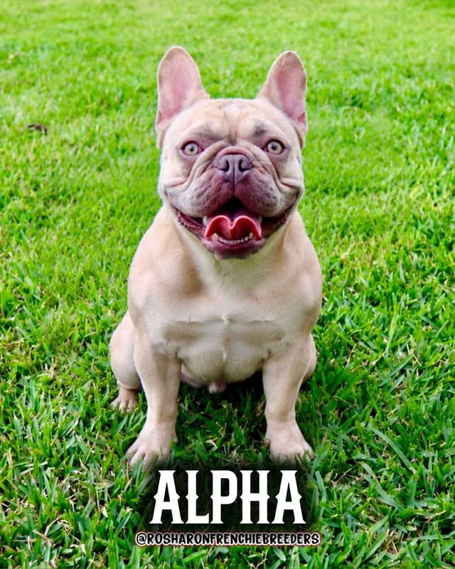 French Bulldog Puppies - Houston, Texas media 4