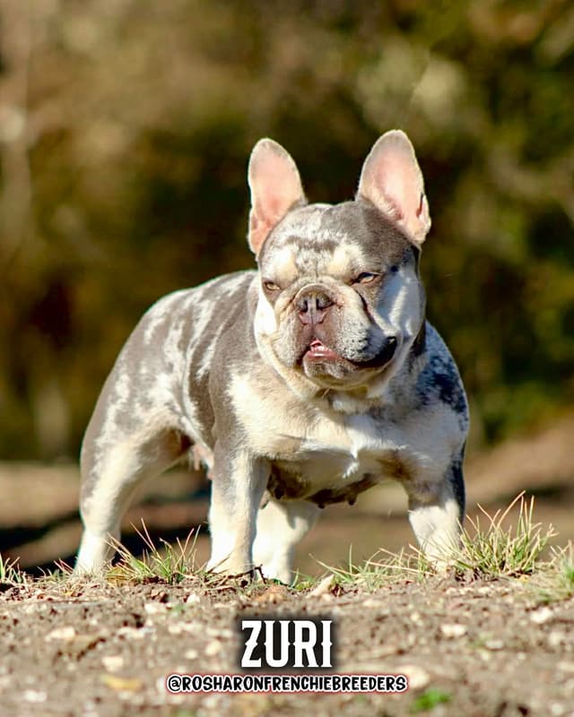 French Bulldog Puppies - Houston, Texas media 3