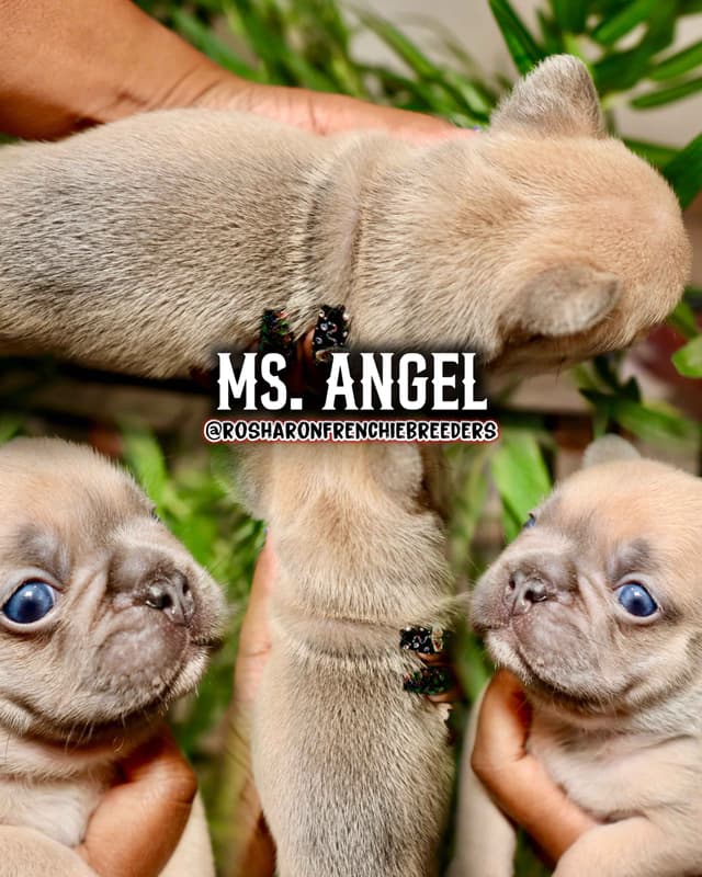 French Bulldog Puppies - Houston, Texas media 2