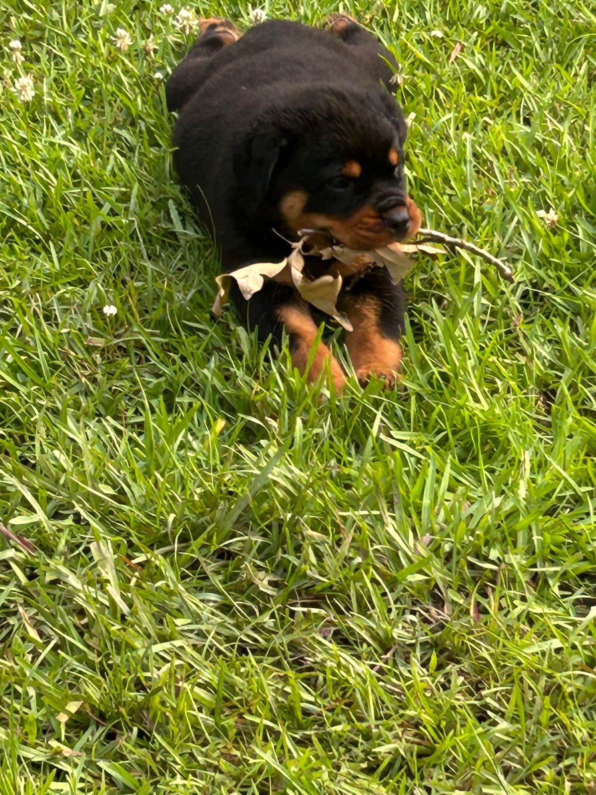 Rottweiler Puppies breeder image 2