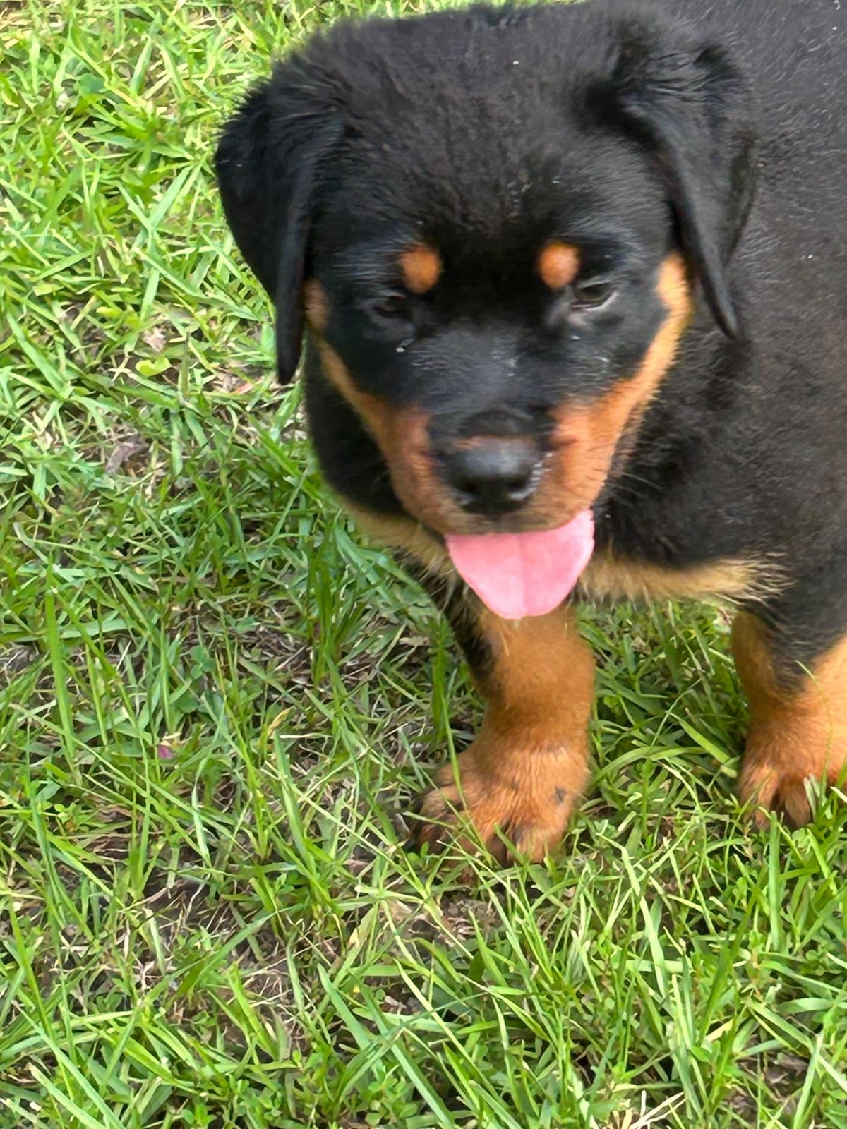 Rottweiler Puppies breeder image 3