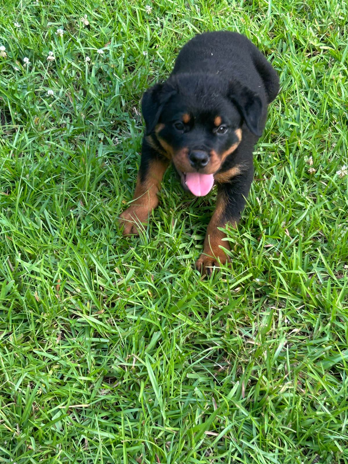 Rottweiler Puppies breeder image 5