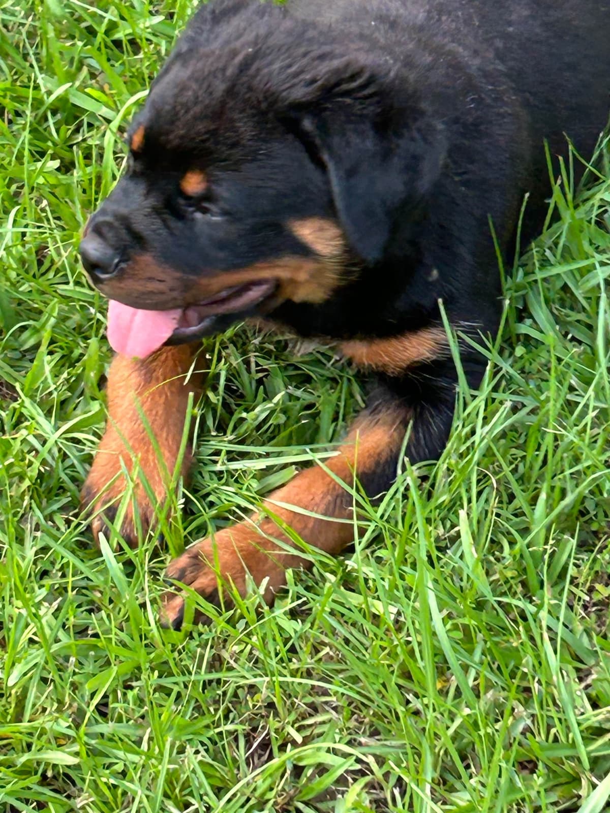 Rottweiler Puppies breeder image 6