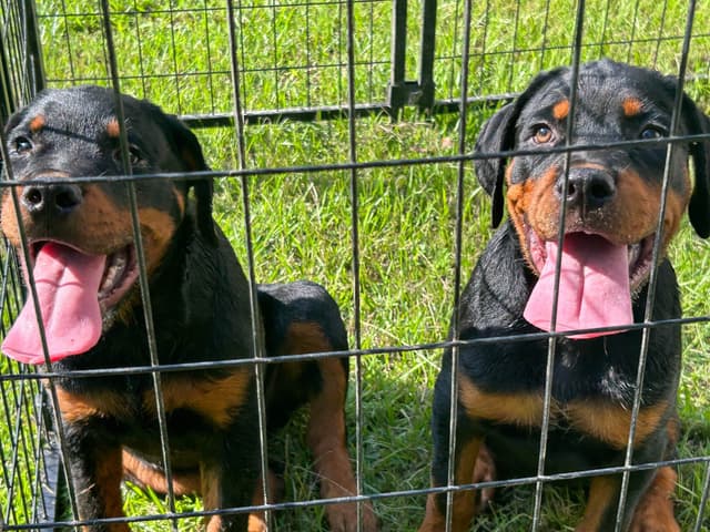 Rottweiler Puppies media 2