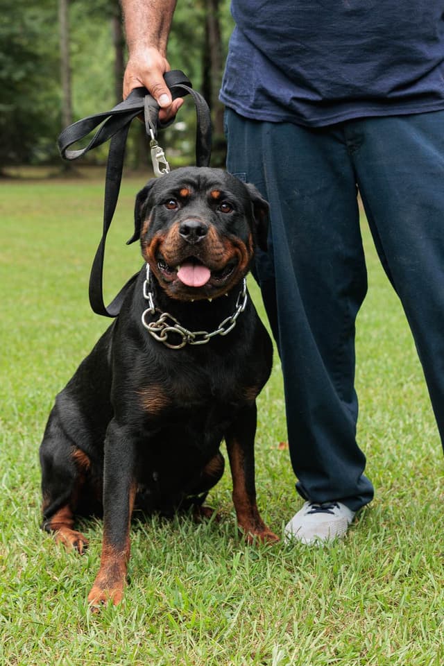 Rottweiler Puppies media 3