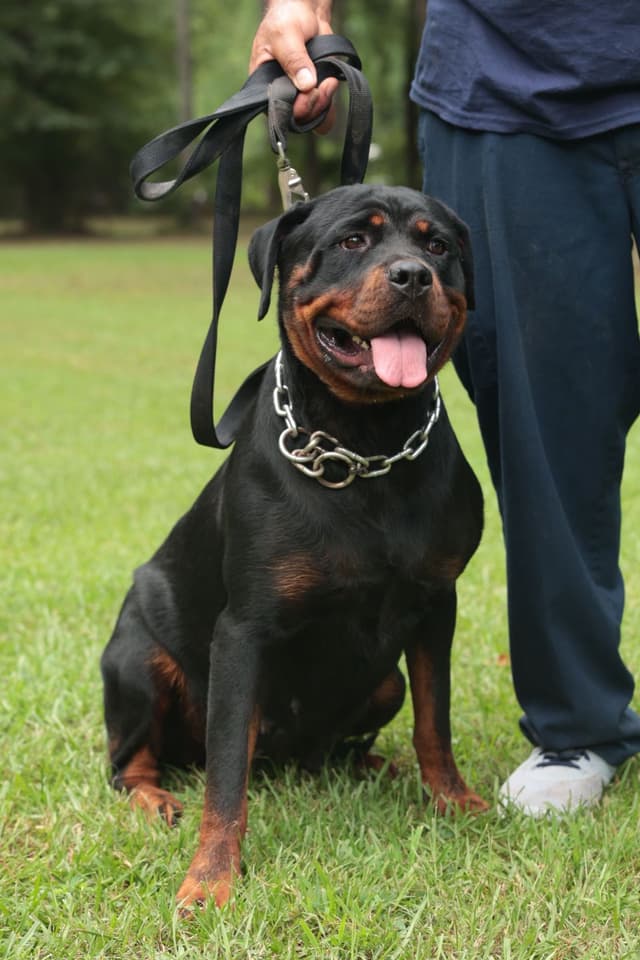 Rottweiler Puppies media 4