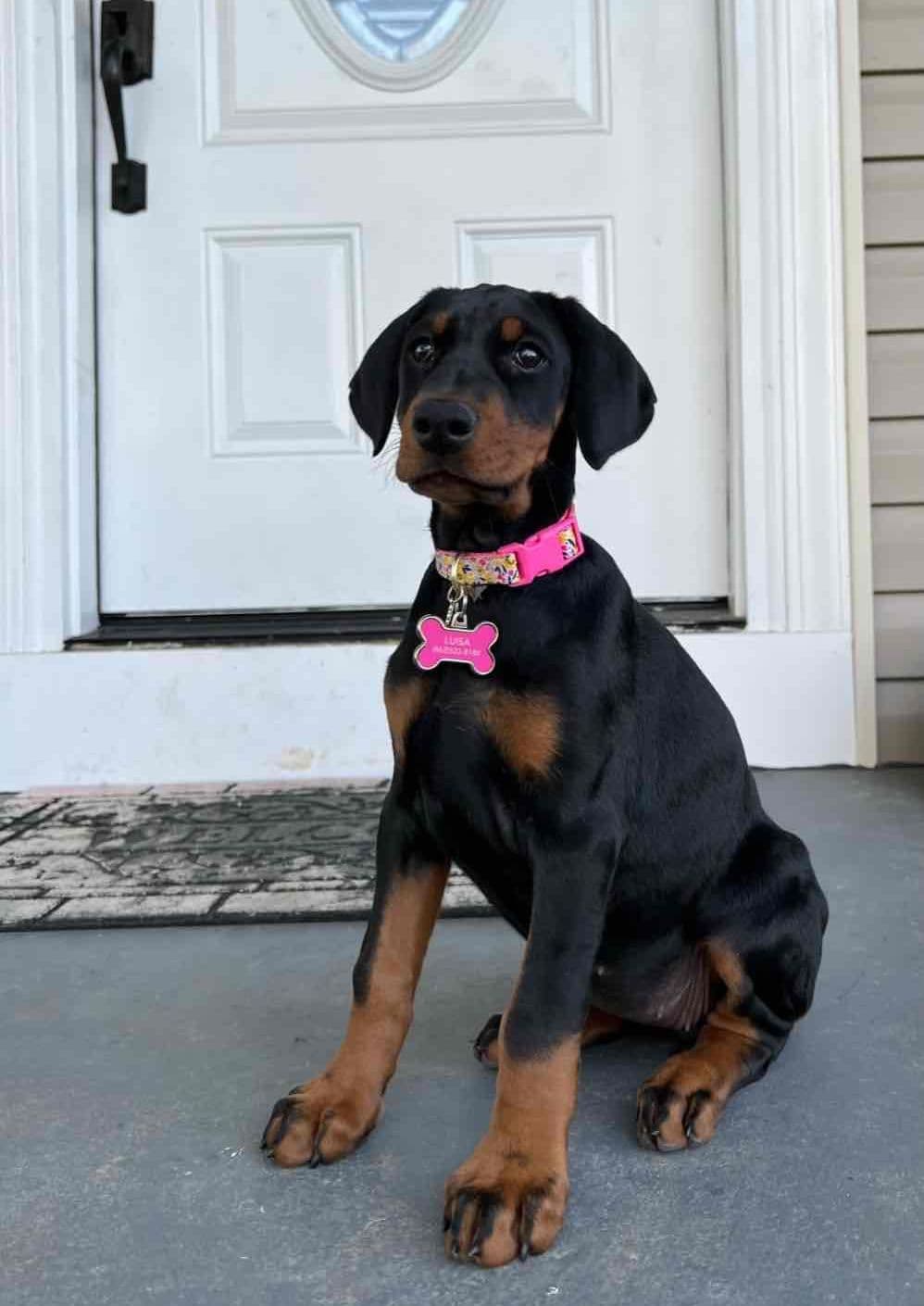 Doberman Pinscher Puppies breeder image 1