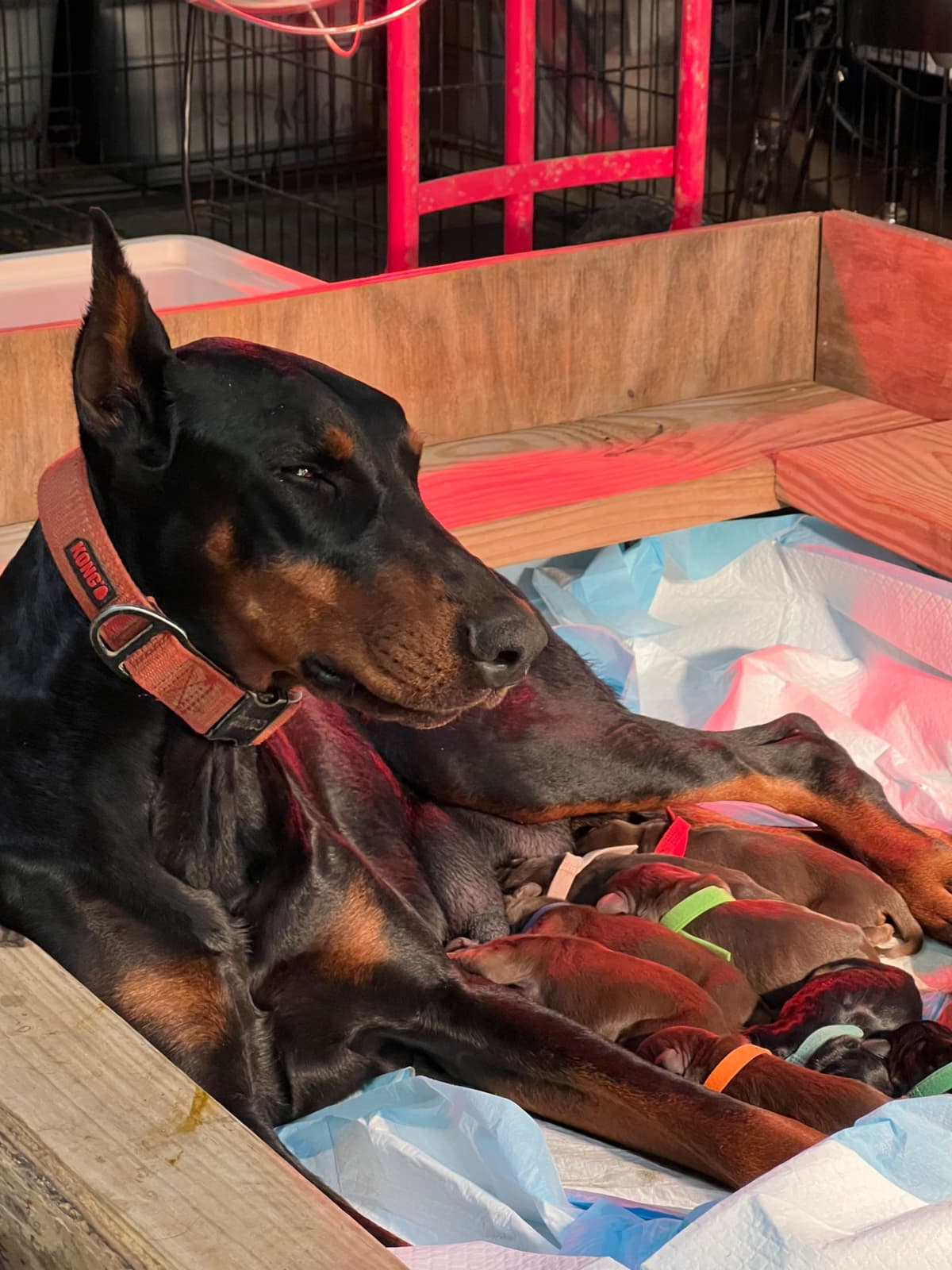 Doberman Pinscher Puppies breeder image 2