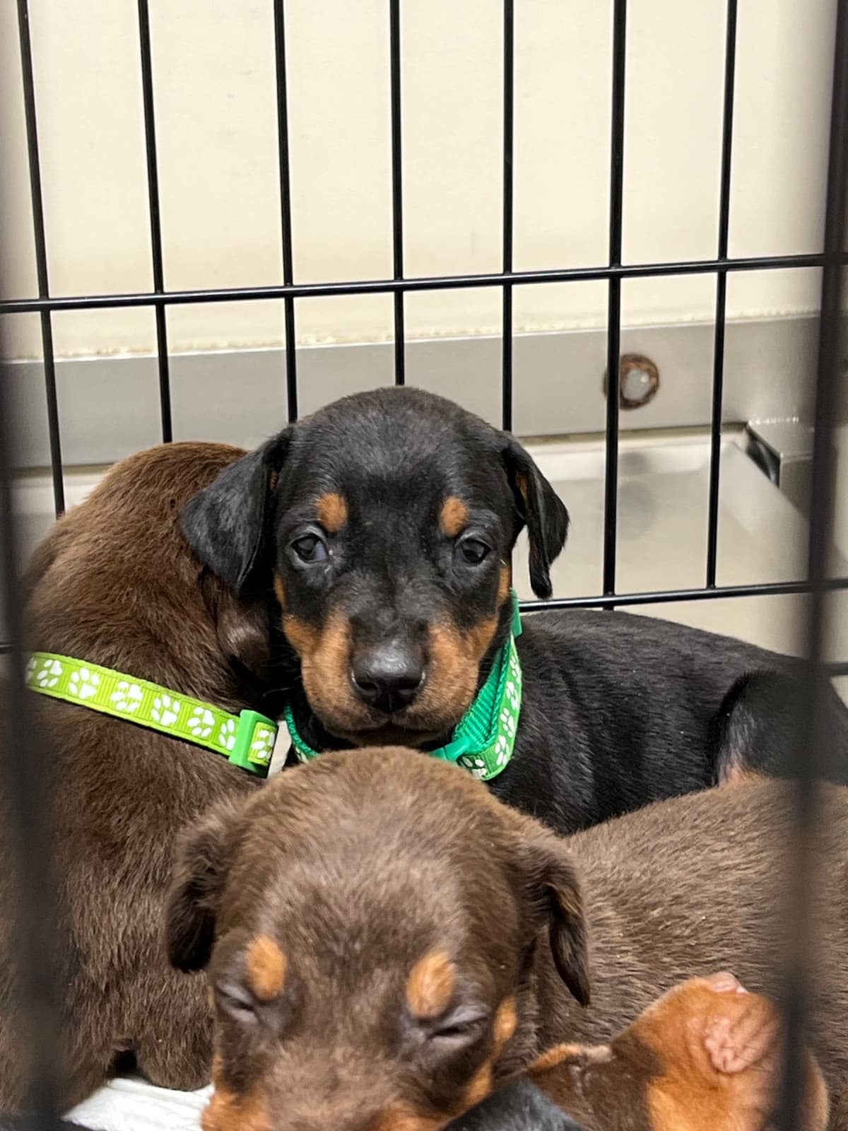 Doberman Pinscher Puppies breeder image 3