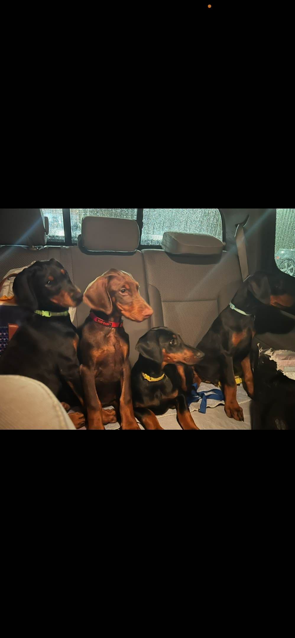 Doberman Pinscher Puppies breeder image 4