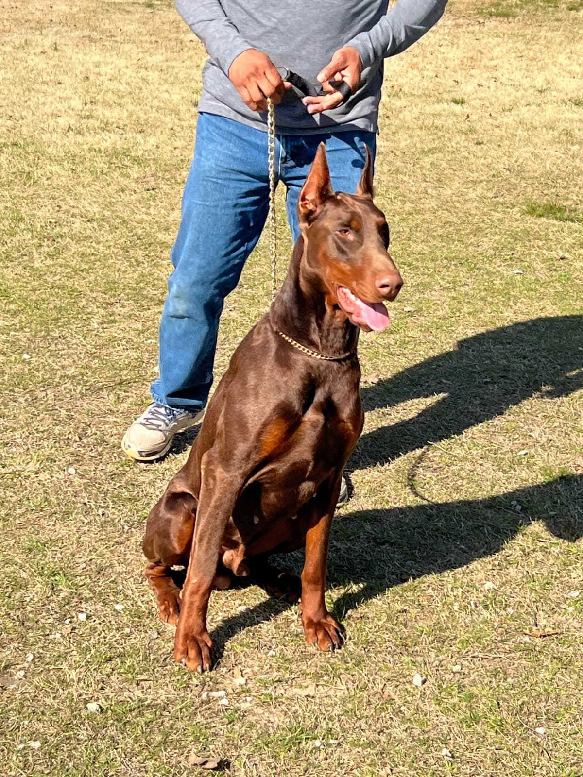 Doberman Pinscher Puppies breeder image 5