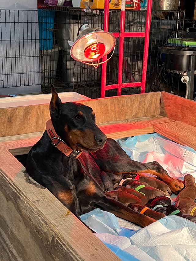 Doberman Pinscher Puppies media 2