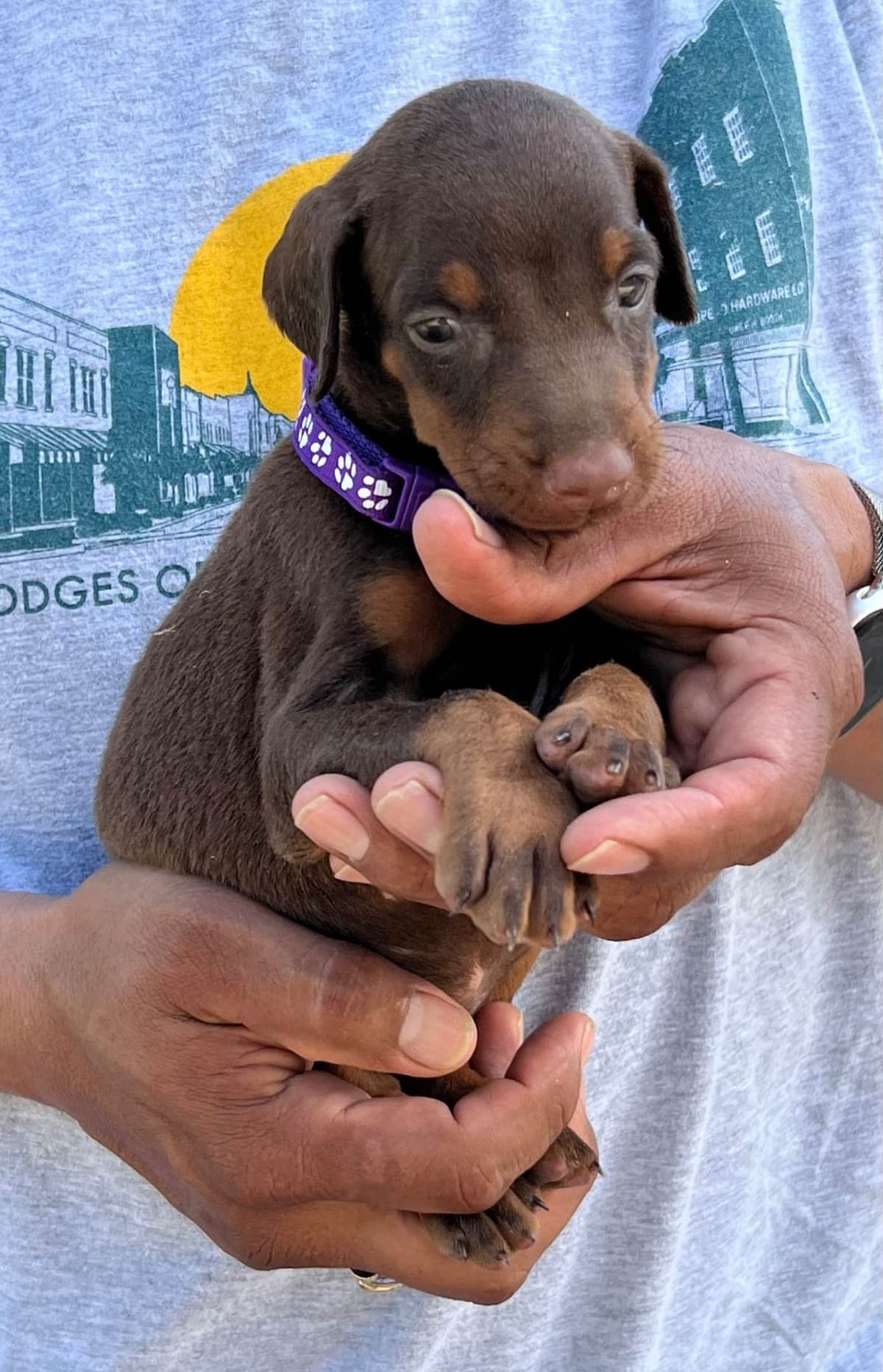 Doberman Pinscher Puppies breeder image 6