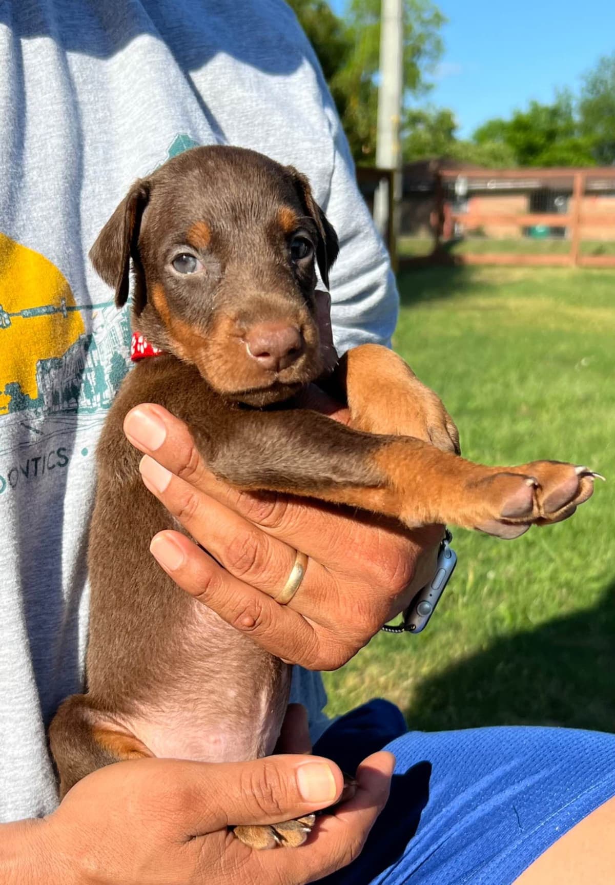 Doberman Pinscher Puppies breeder image 9