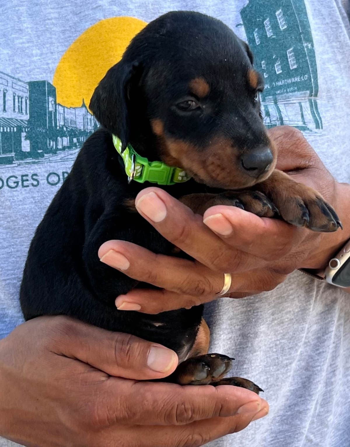 Doberman Pinscher Puppies breeder image 8