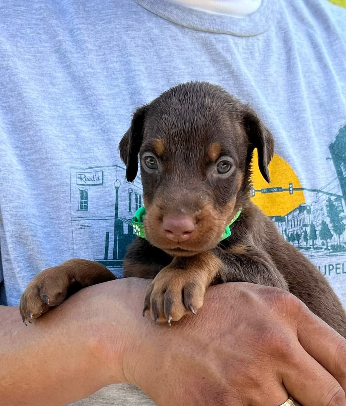 Doberman Pinscher Puppies breeder image 10