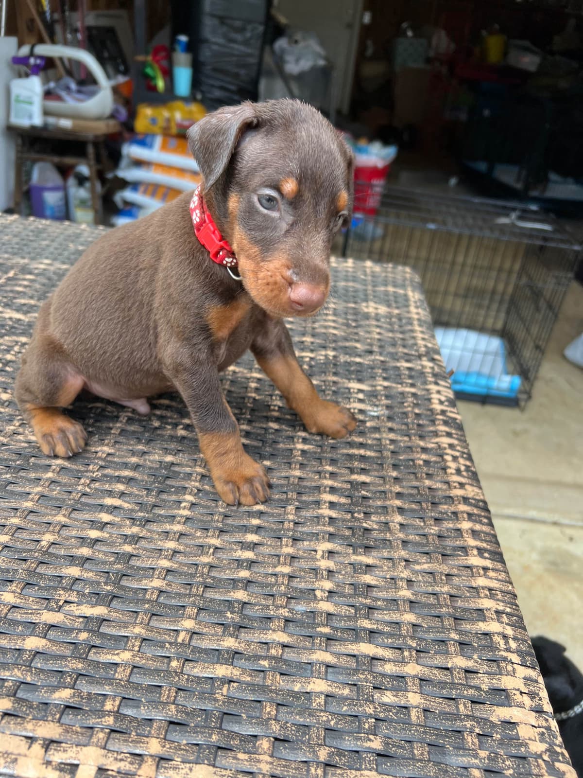 Doberman Pinscher Puppies breeder image 12