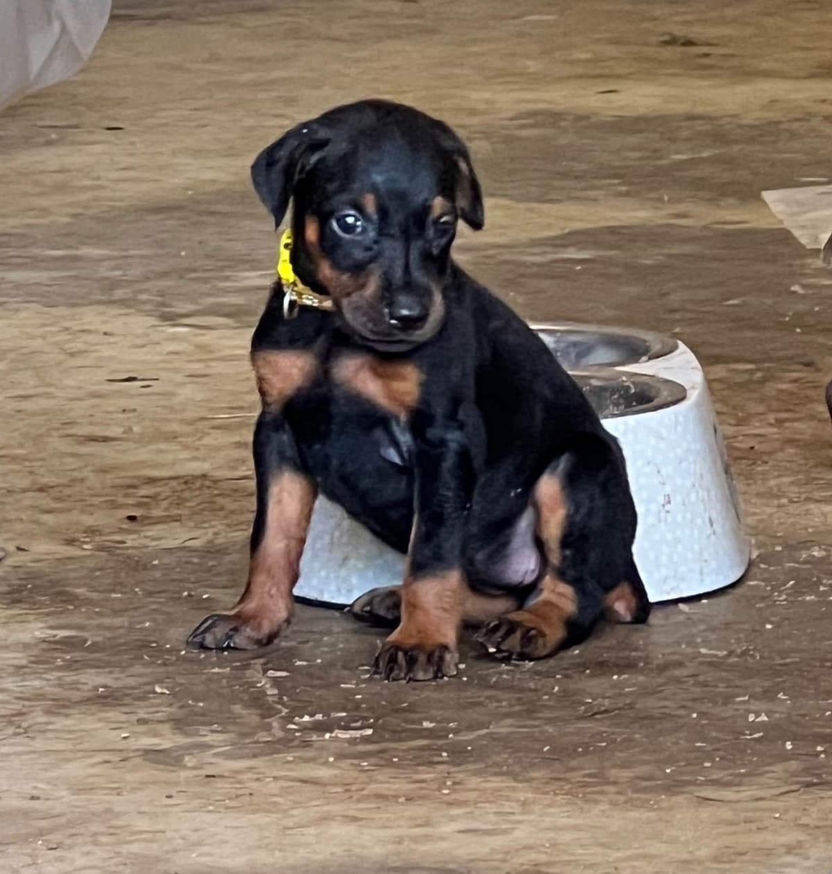 Doberman Pinscher Puppies breeder image 11