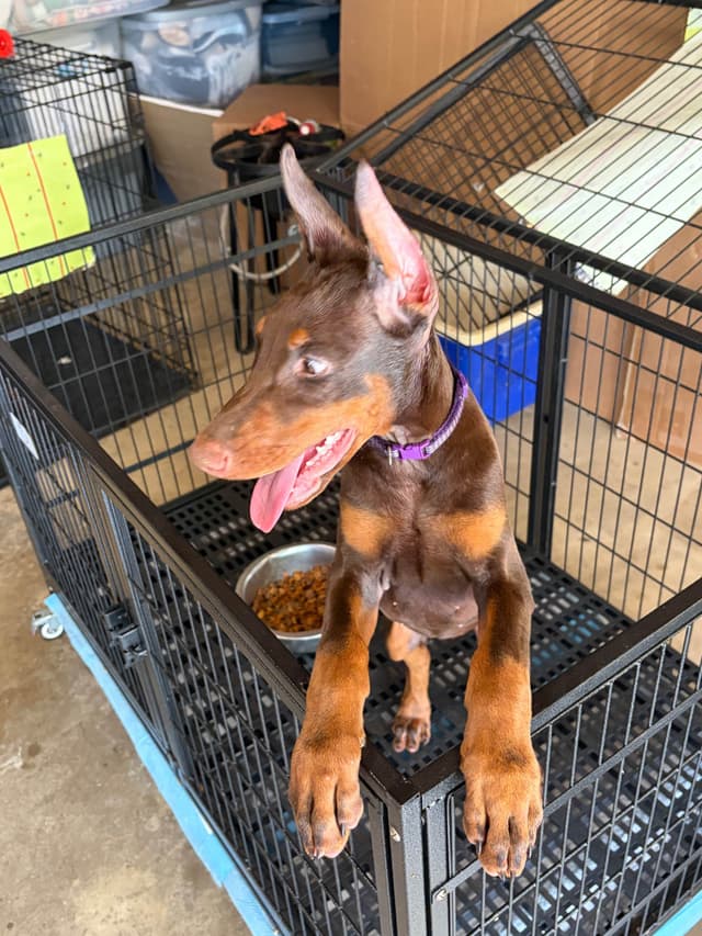 Doberman Pinscher Puppies media 8